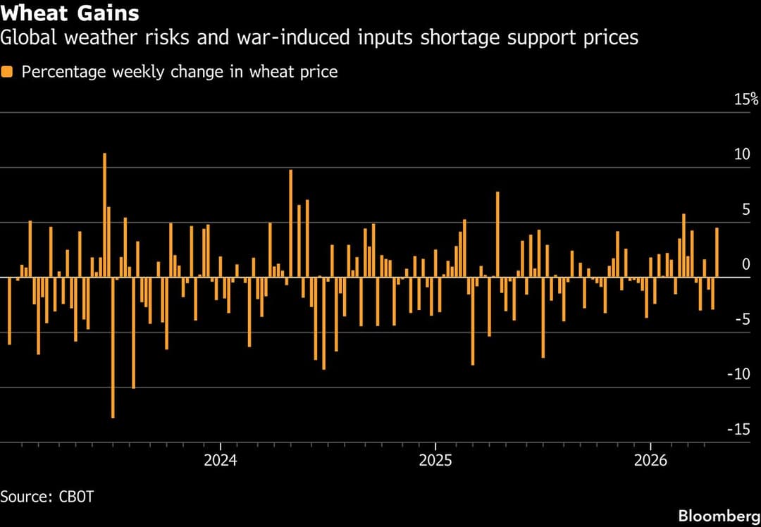 Wheat Prices Rally on Weather Concerns and Iran-Linked Fertilizer Supply Crunch