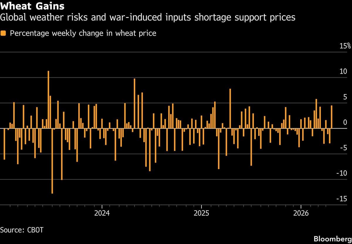 Wheat Prices Rally on Weather Concerns and Iran-Linked Fertilizer Supply Crunch