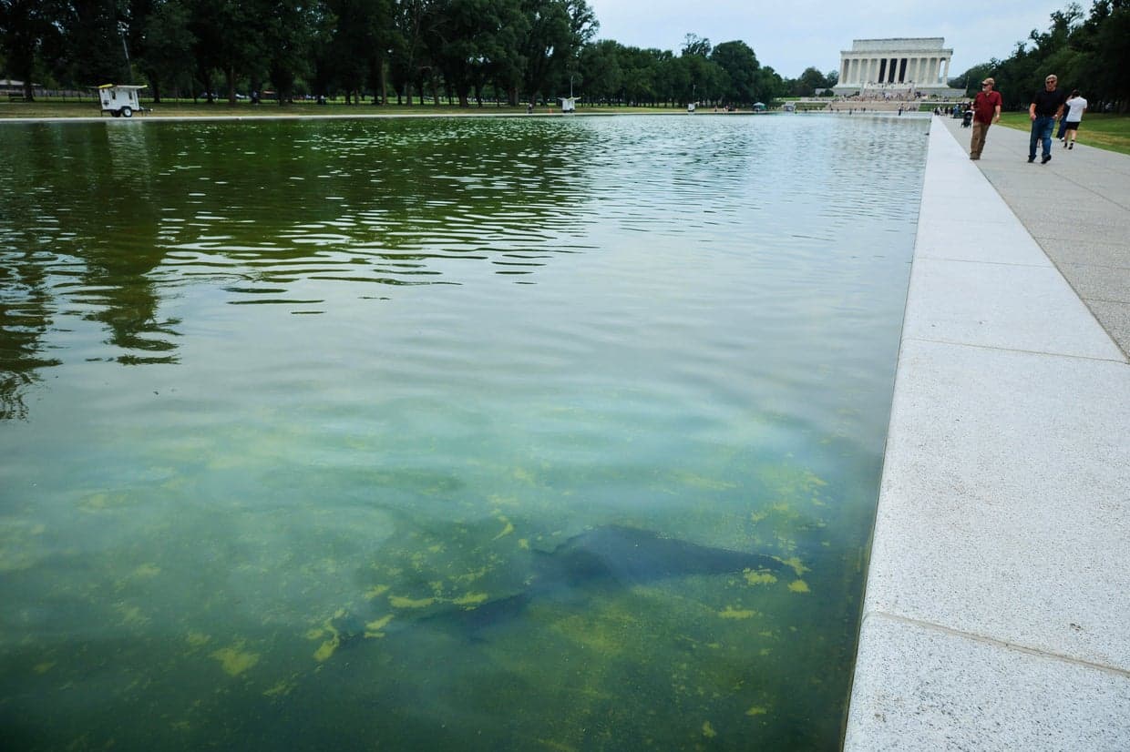 Lincoln Memorial Reflecting Pool Faces Algae Bloom and Peeling Sealant After Renovation