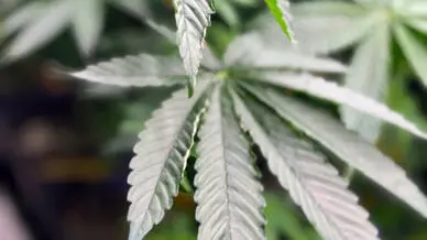 Trump Administration Moves to Reschedule Medical Marijuana as Less Dangerous Drug